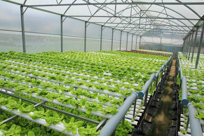 الصوبات الزراعية