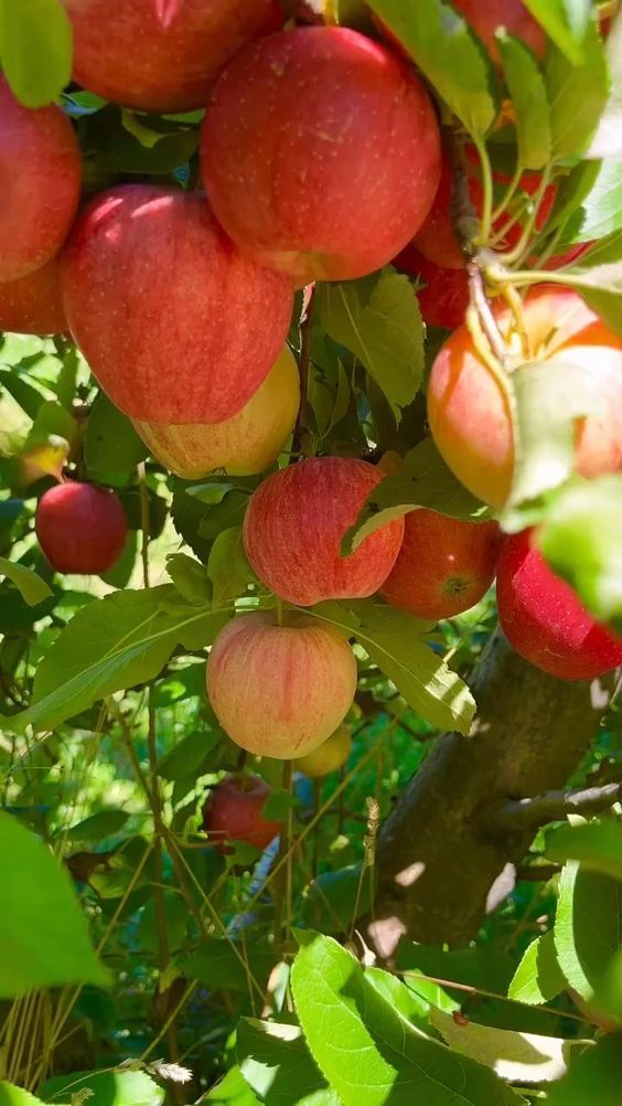 فواكه عضوية