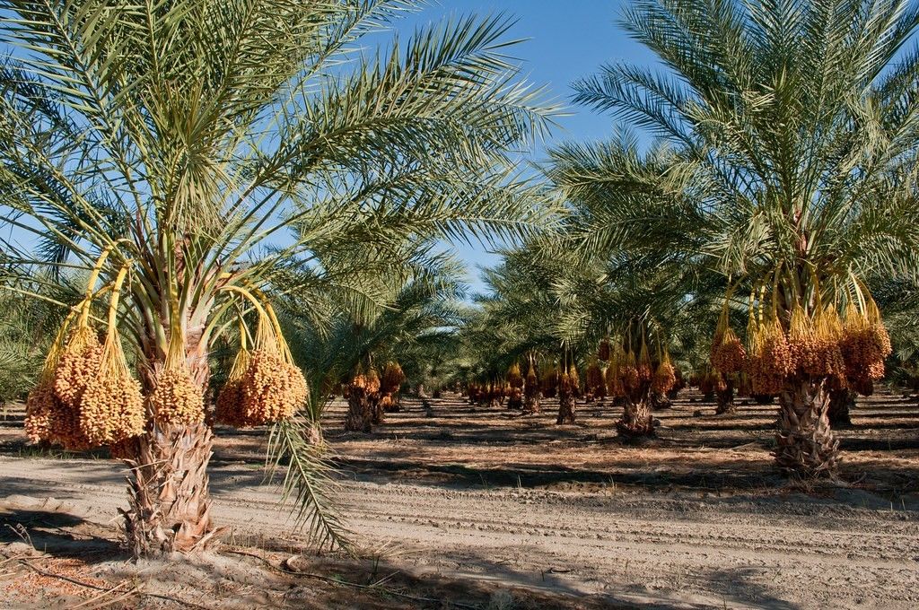 زراعة النخيل